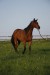 MG_1126.jpg